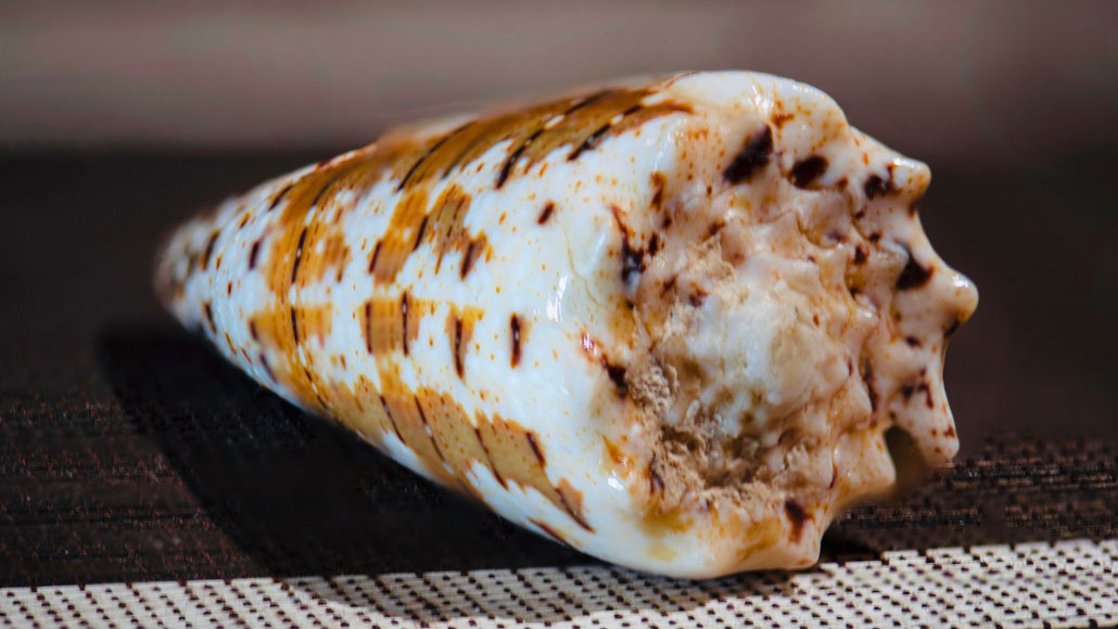Mimetismo a piccole molecole: la strategia di caccia nella lumaca Conus imperialis