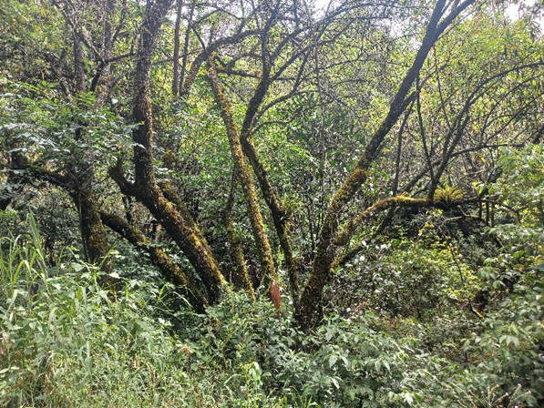 Bosque andino, Cordillera Oriental