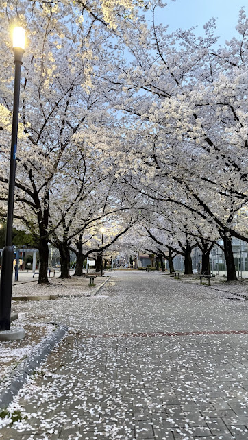 家の近くの新今里公園の桜