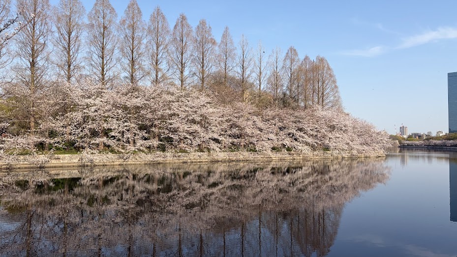 桜満開