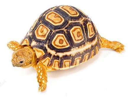 Rettili • GEOCHELONE PARDALIS