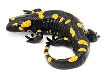 Anfibi • SALAMANDRA