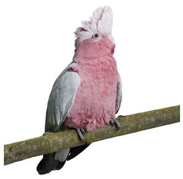 Uccelli • CACATUA ROSA