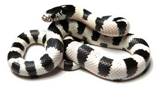 Rettili • LAMPROPELTIS SPP • KINGSNAKE E MILKSNAKE