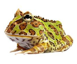 Anfibi • RANA CORNUTA • CERATOPHRYS ORNATA