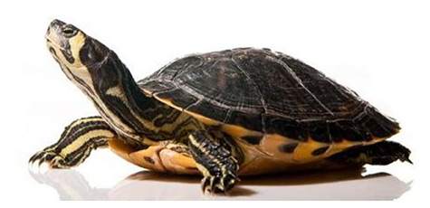 Rettili • TRACHEMYS SCRIPTA