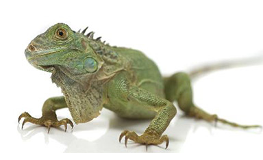 Rettili • IGUANA VERDE