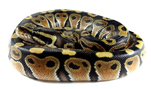 Rettili • PITONE REALE • PYTHON REGIUS