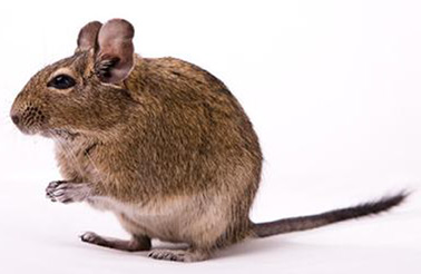 Mammiferi • DEGU