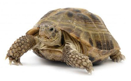 Rettili • TESTUDO GRAECA