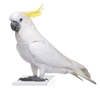 Uccelli • CACATUA