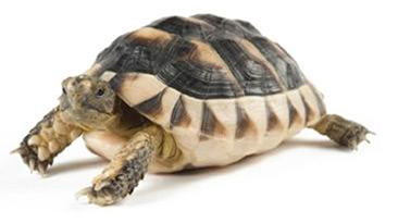 Rettili • TESTUDO MARGINATA