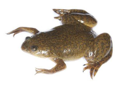 Anfibi • XENOPUS LAEVIS