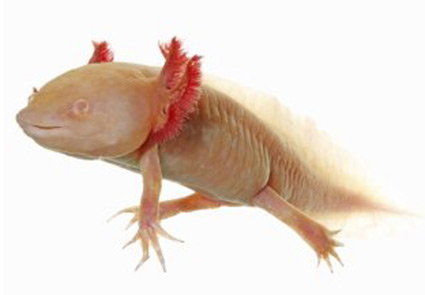 Anfibi • AXOLOTL • AMBYSTOMA MEXICANUM