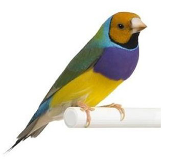 Uccelli • DIAMANTE DI GOULD