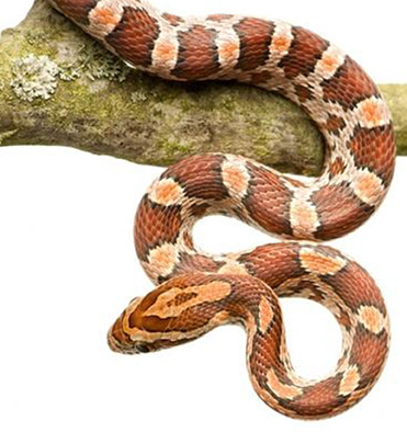 Rettili • SERPENTE DEL GRANO • ELAPHE GUTTATA