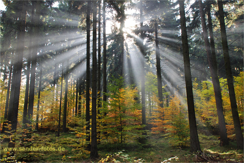 Licht, Wald Wanderung Bilebo, Lausitz