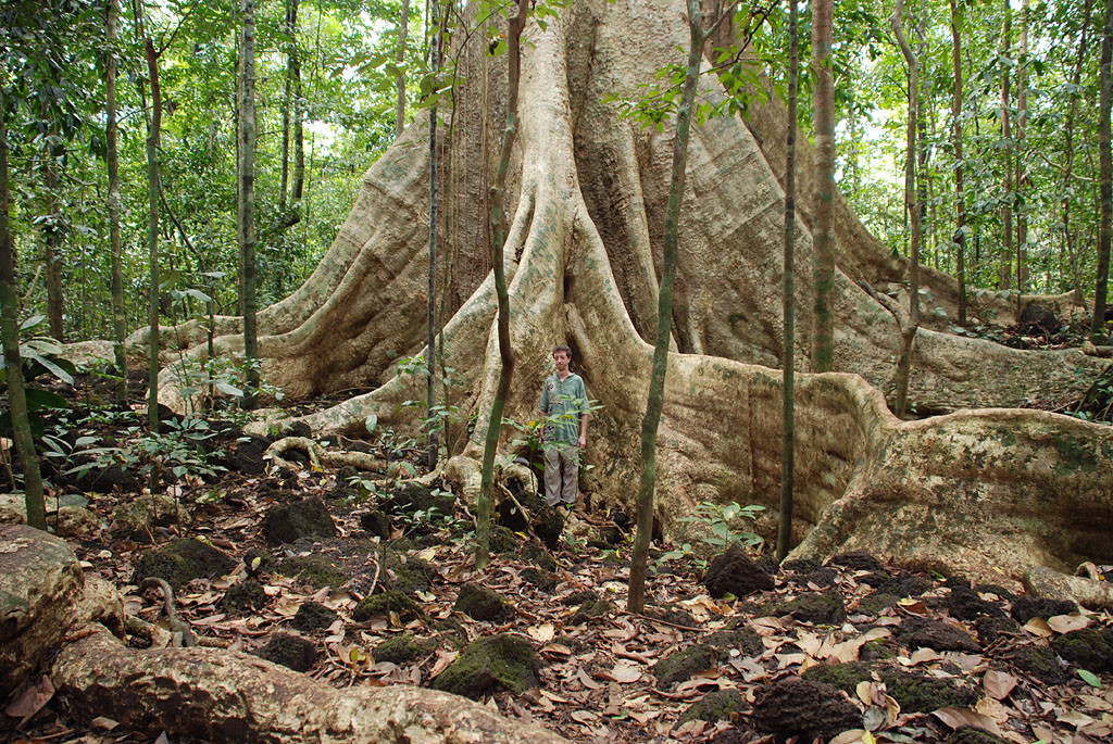 Baumriesen im Nationalpark in Vietnam