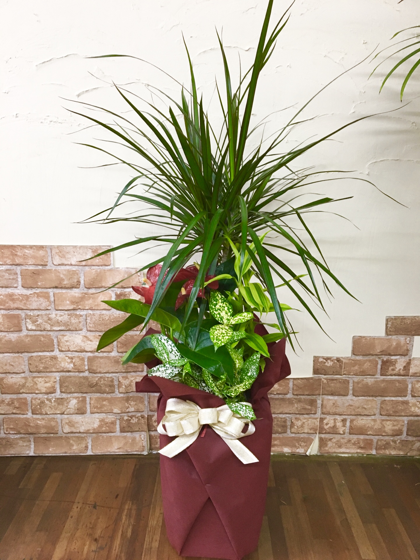 観葉植物
