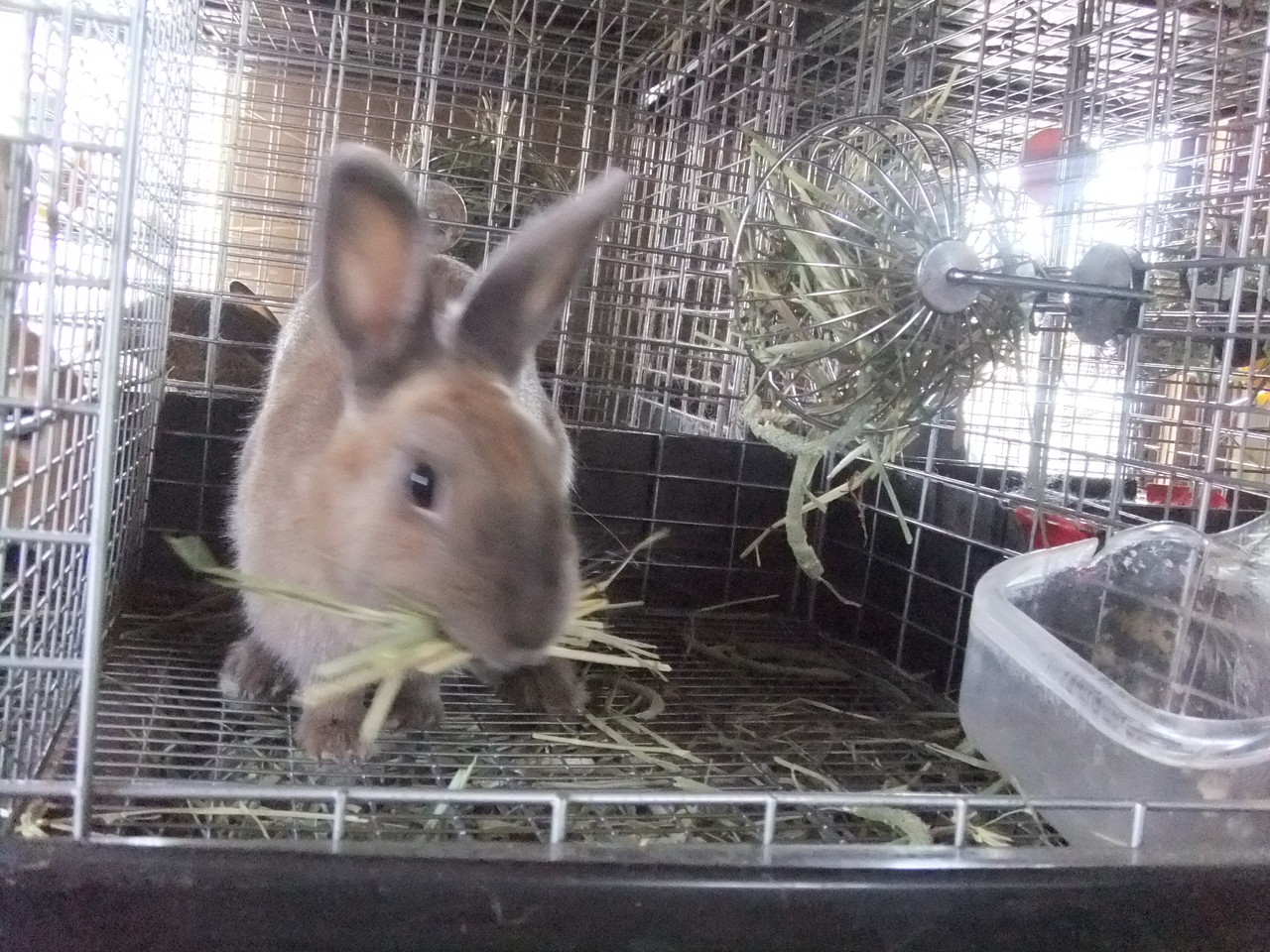 疑似妊娠 うさぎ専門店 なごみ
