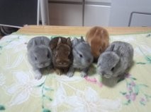 ネザーランドドワーフ 目が開いた赤ちゃん うさぎ専門店 なごみ
