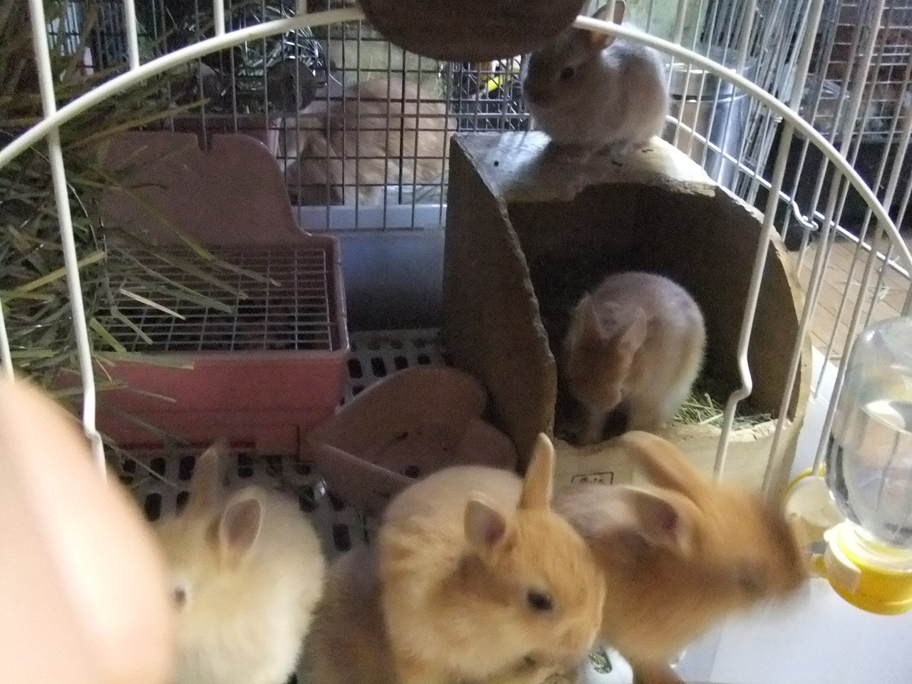 本日予約開始 ネザーランドドワーフ かえで 子うさぎ達 うさぎ専門店 なごみ
