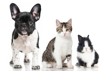 Schwarz-weiße französische Bulldogge, daneben sitzend grau-schwarz getigerte Katze mit weiß und ein schwarz-weißes Kaninchen.