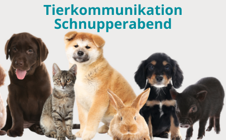 Dunkelbrauner Labradorwelpe, graue Tigerkatze, hellbrauner Akitawelpe, hellbraues Kaninchen, schwarz-brauner Spanielwelpe, dunkelbraunes Schwein. Aufschrift Tierkommunikation-Schnupperabend.
