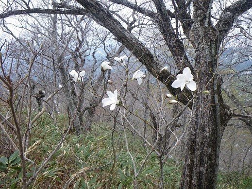 ひらいたばかりのこぶし(タムシバ?)の花。藪尾根にずっと群生していました。