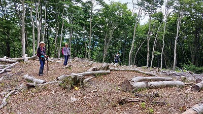 下谷山～音波山の間にあるブナ林伐採地。風況観測塔でも風力発電機でもいつでも建設できる。