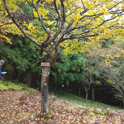 山ノ神峠。ヤマップとヤマレコのGPSでは山ノ神峠はまだ先だと表示されていますが、木に山ノ神峠と表示されています。