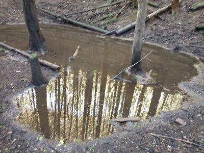 音羽山の大正池。池面に樹林が反射している。大きなヌタバが3つもあった。猪がたくさんいるのだろう。