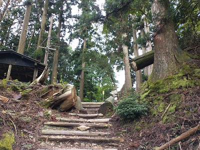 愛宕山表参道の大きな倒木