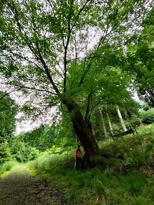 朝来山登山口へ向かう途中の巨木。