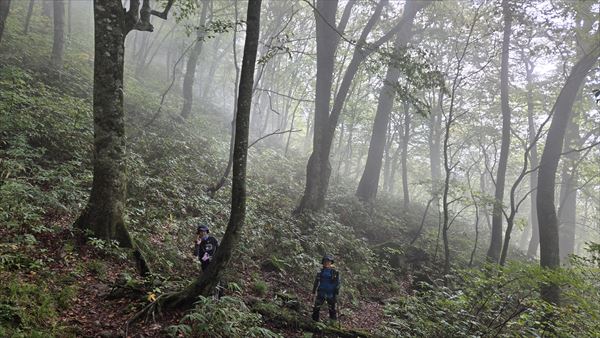 10/8 白神岳　登山道途中のブナ林にて