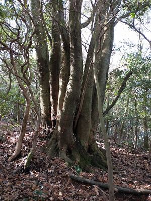 音羽山にこんな珍しい木がありました。この木なんの木？クスノキ？幹が9つに分かれています。