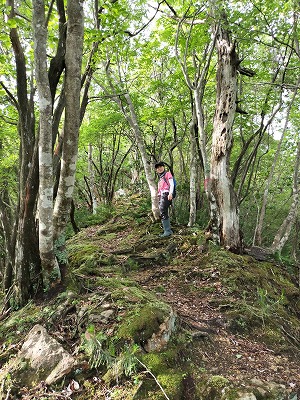 ヒルゾーンを通過したあとの、樹々が美しい登山道