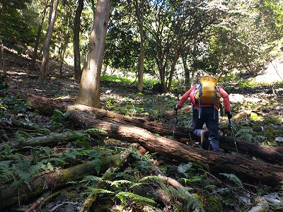 雑草が生い茂り、斜面が隠れて歩きにくい。