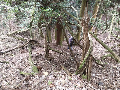 下山するにつれ倒木が多くなっていくが、数週間前より倒木は整備されており歩きやすい。