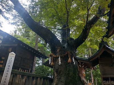 穂高神社の立派なご神木