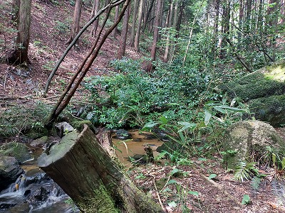 山門水源の森の沢道。景観よく整備されていて、渓流のせせらぎがとても気持ちがいい。カエルの鳴き声だけが聴こえてきます。
