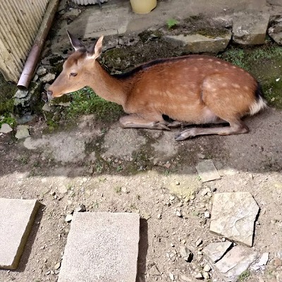 月輪寺のバンビちゃん。