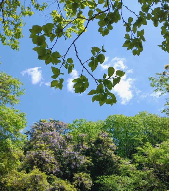 青空に藤の花。見事に映える。
