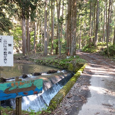 希少生物が生息してる川。ナマズかオオサンショウウオか・・・。正体はオオサンショウウオでした。