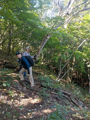 牛山から滝山へ向かう登山道。藪漕ぎを抜けると、ブナのきれいな登山道になりました。
