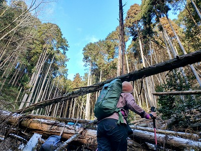 音羽山ブルーがとてもきれいです。この時期は蜘蛛の巣も虫もいないのでいいですね。