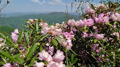 青空とシャクナゲ、背景には白山が見えます。