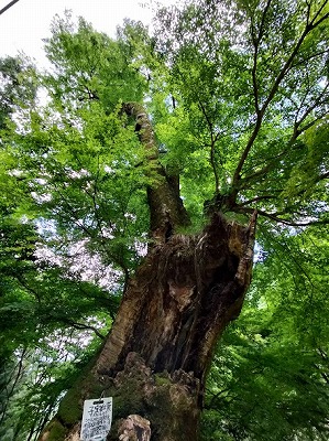 月輪寺にある子宝紅葉。立派です。
