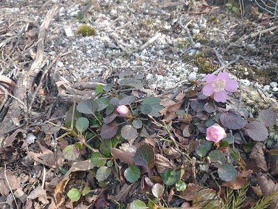 春のお花が咲き始めています。