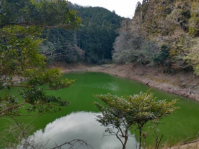 今朝の池はお抹茶色